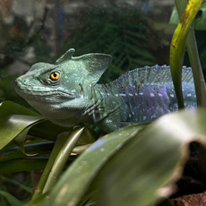 Василиск шлемоносный самец XL